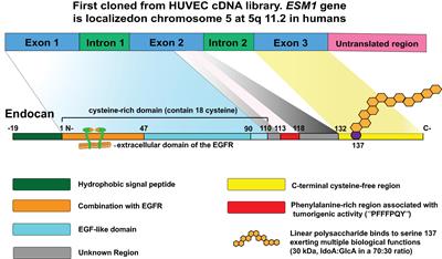 Endocan, a novel glycoprotein with multiple biological activities, may play important roles in neurological diseases